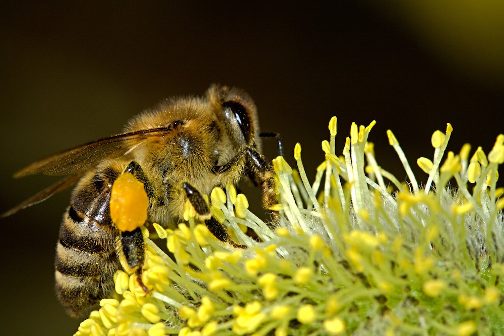 pollen abeille